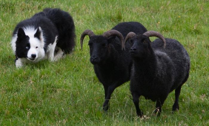 Black Sheep